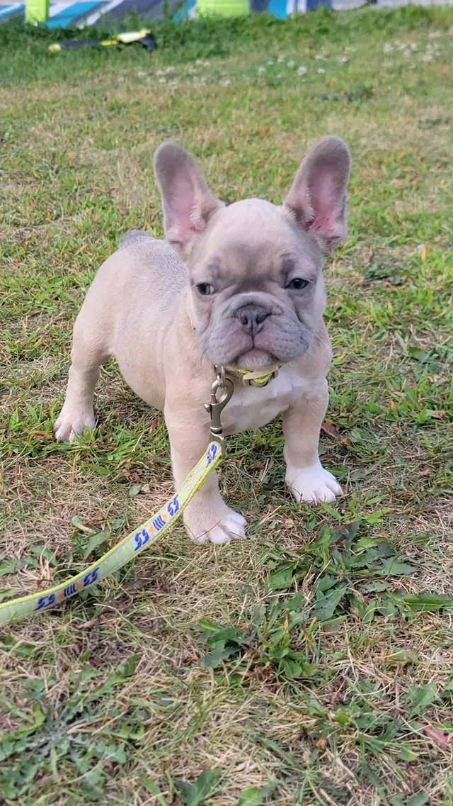 Bulldog francais french bouledogue in Dogs & Puppies for Rehoming in Lanaudière - Image 7