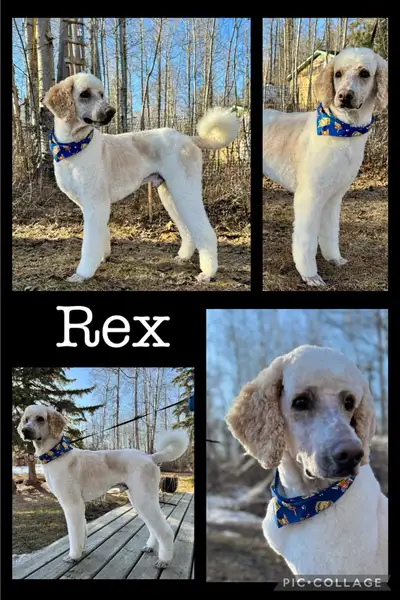 Purebred Standard Poodle - Registered , View more