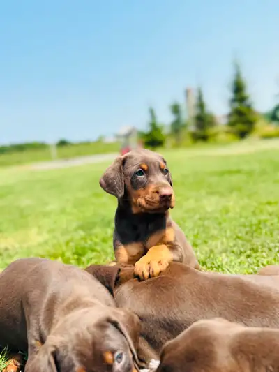 European Doberman Puppies, View more
