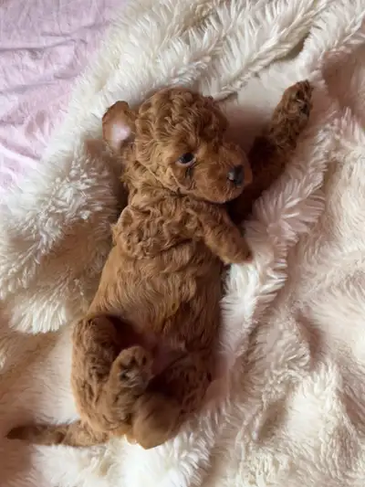 Adorable caniche miniature à réservé! Mini poodle, View more