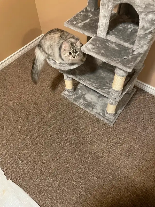 Adorable 1 year old Siberian Cat