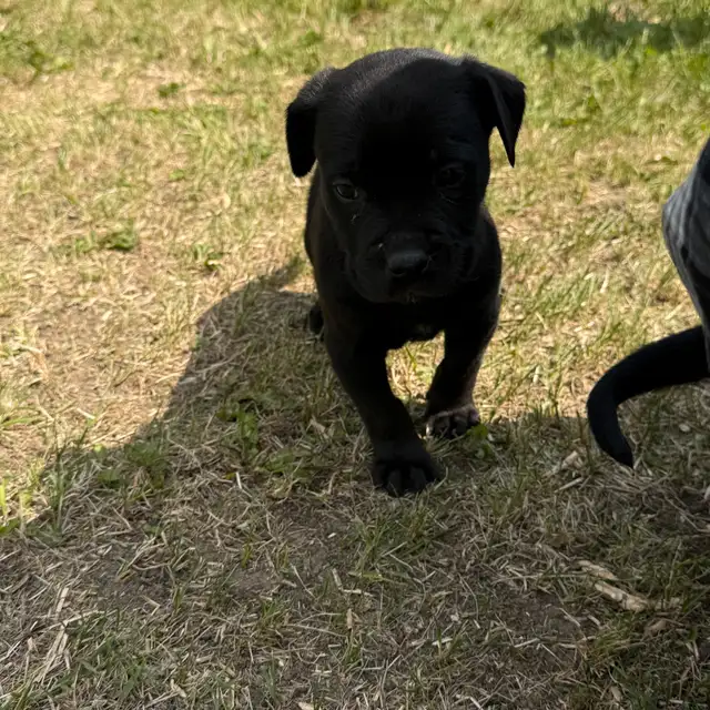 English bull dogs in Dogs & Puppies for Rehoming in Edmonton - Image 3