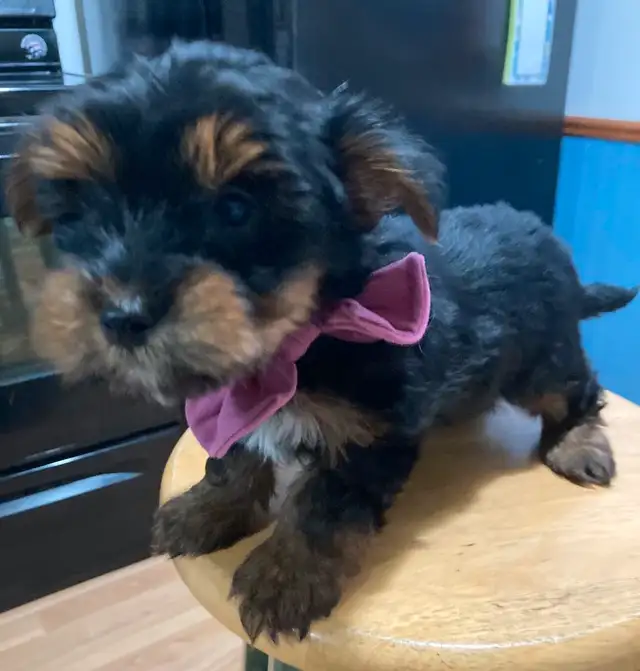 Miniature Purebred Yorkshire Terrier Puppy - Male - Vaccinated in Dogs & Puppies for Rehoming in Cambridge - Image 3