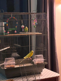 Budgies male and female with a cage!!