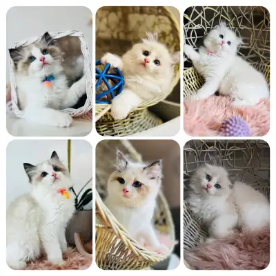 Chatons Ragdoll & Scottish ❤️pure race ❤️mâles et femelles , View more