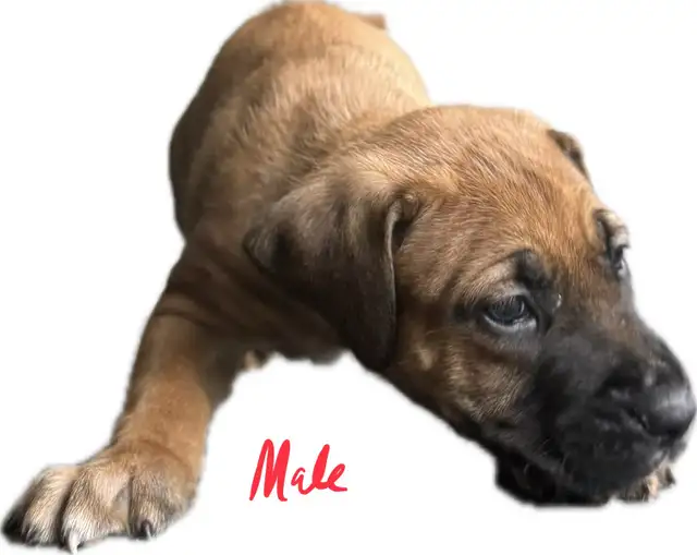 Belgian Mal x Puppies for sale in Dogs & Puppies for Rehoming in St. Catharines - Image 4