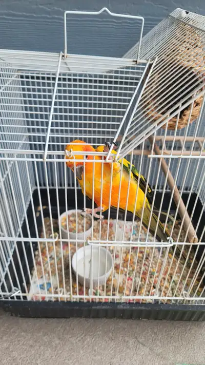 Sun Conure Parrot, View more