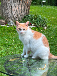 Lost domestic cat. White with orange patches