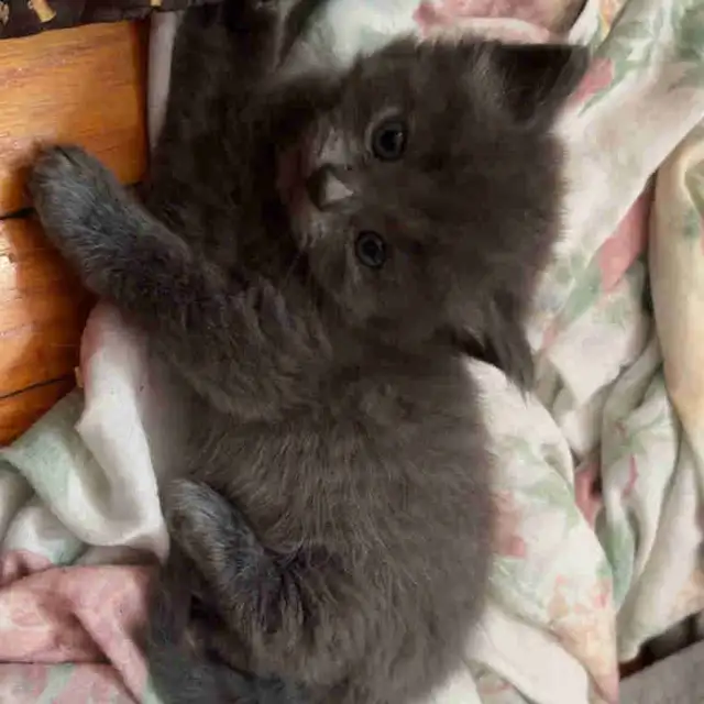 1 month old grey fluffy kitten