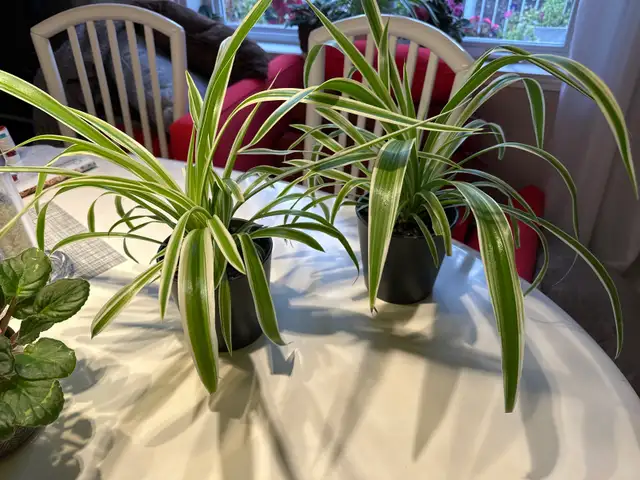 spider plant or violet plant in Home Décor & Accents in Laval / North Shore - Image 6