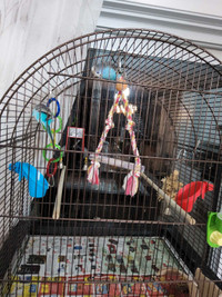 2 perruches avec cage