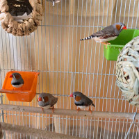 Five finches with cage and accessories 