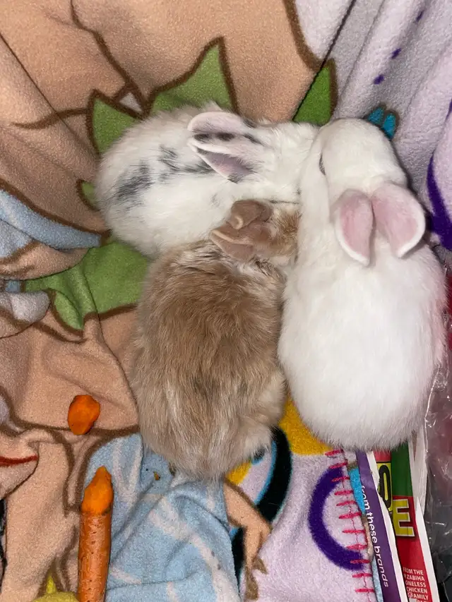 bunnies looking for a new home  in Small Animals for Rehoming in Mississauga / Peel Region - Image 6