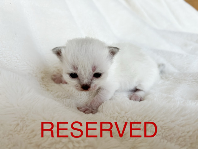 Purebred, Registered Siberian Kittens in Cats & Kittens for Rehoming in Strathcona County - Image 2