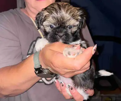 Pure breed shih tzu puppies available I have 4 females ready to go The pups have received vaccines a...