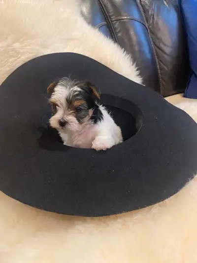 Purebred Yorkie (Biewer Terrier) Puppies, View more