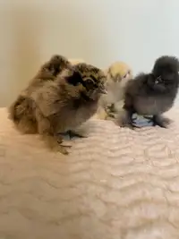 Silkie Chicks 