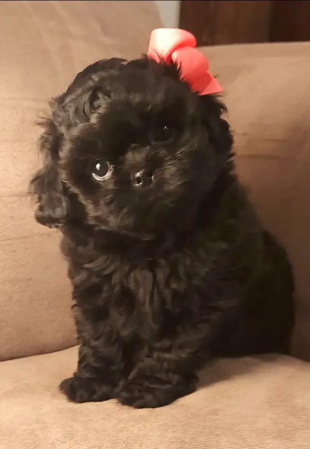 ❤️ BEAUTIFUL TOY SHIH POO PUPPIES ❤️ CKC BLOODLINES in Dogs & Puppies for Rehoming in Ottawa - Image 5