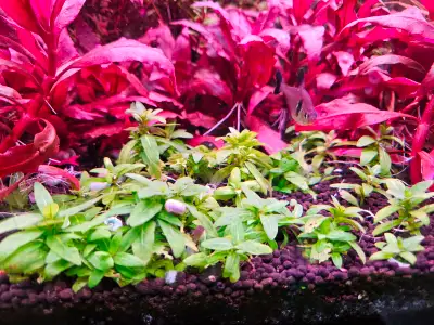 Alternanthera reinecki mini, View more
