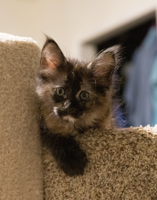 Purebred Maine Coon Kitten in Cats & Kittens for Rehoming in Chilliwack - Image 2