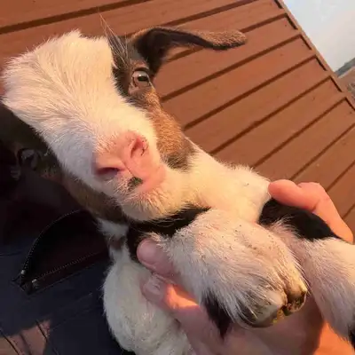 Pygmy fainting Goat buckling, View more