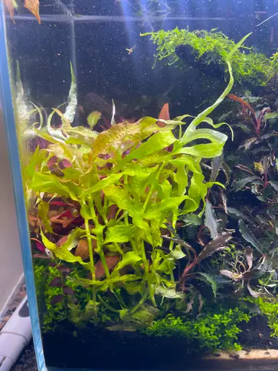 RARE Aquarium Plant - Murdannia sp. "Bamboo", View more
