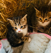 Free kittens looking for a good home