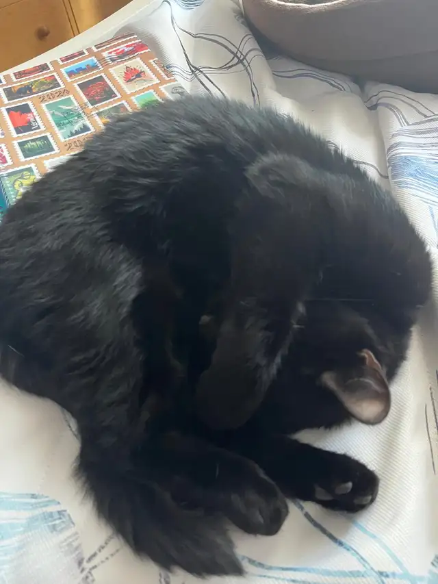 Two Loving Young Cats Looking for a New Home – Under 2 Years Old in Cats & Kittens for Rehoming in Laval / North Shore - Image 5