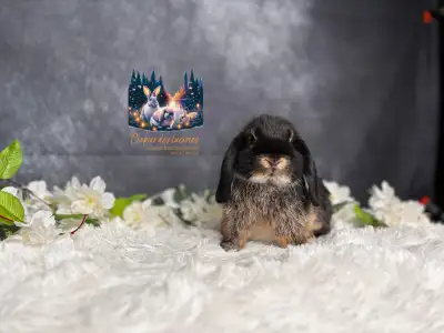 Young neutered holland lops , View more