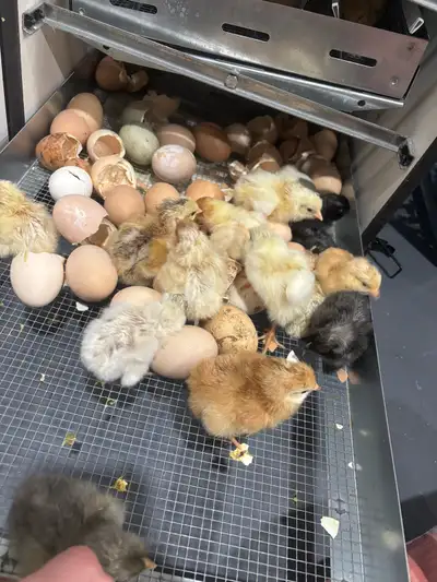 ayam cemini mix chicks, View more