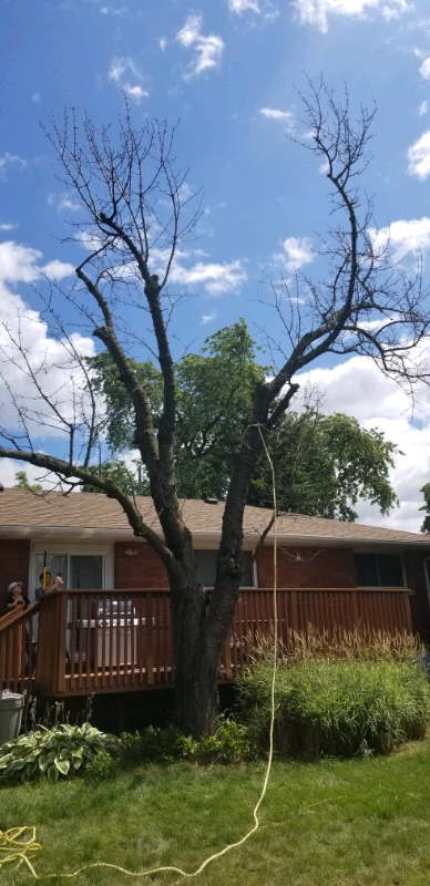 Tree removal64840203069953123