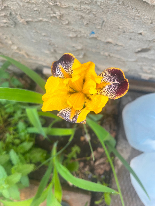 Iris plants perennials Plants, Fertilizer & Soil Edmonton Kijiji