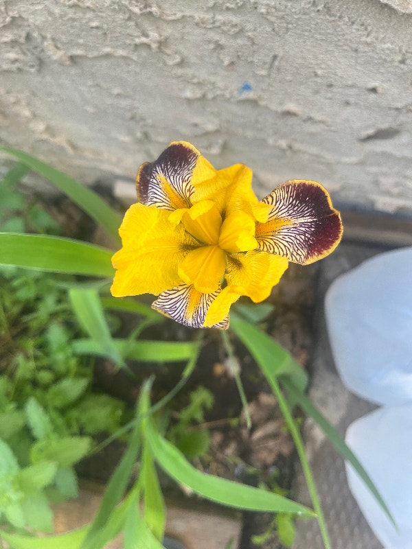 Iris plants perennials Plants, Fertilizer & Soil Edmonton Kijiji