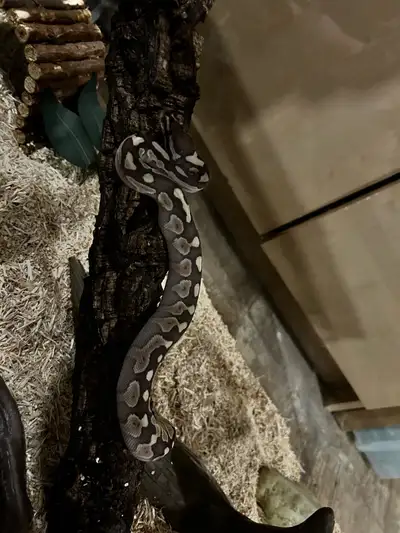 serpent /snake ball python, View more