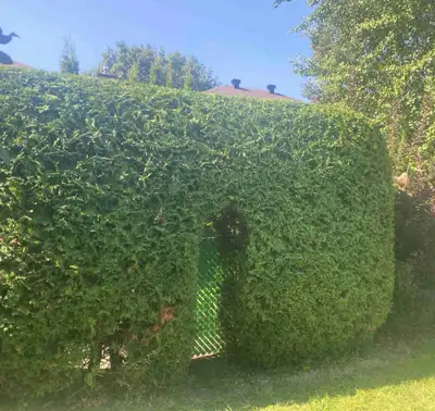 Winter is over, so start your spring with a beautifully trimmed hedge. We trim hedges & shrubs. All...