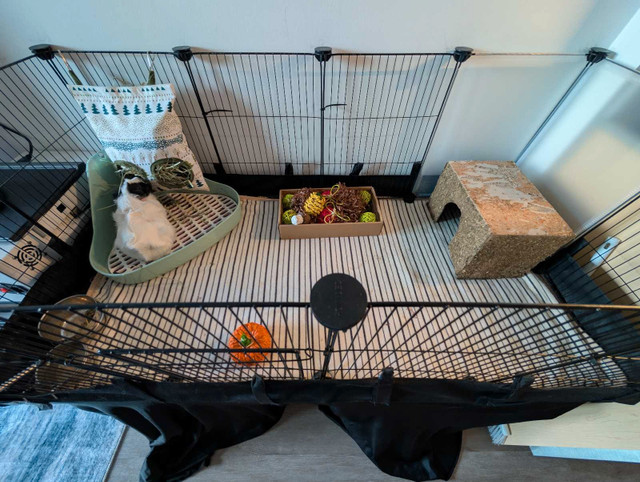 Guinea pig with cage, table, and accessories in Small Animals for Rehoming in Hamilton