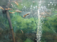 Guppies for sales