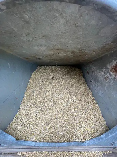 Organic feed or seed Oats for sale Approximately 1500 bushels available No fertilizer or chemicals u...