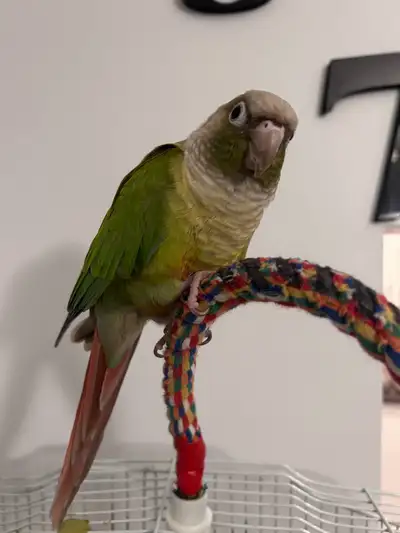 Green cheeked Conure bird , View more