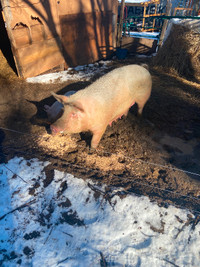 Pigs. Two female commercial pigs for sale for breeding or meat