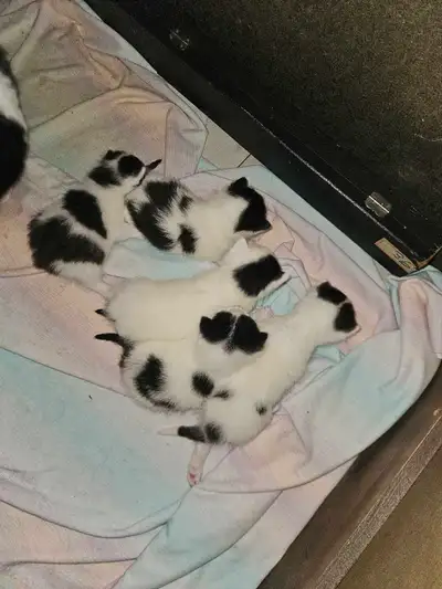 Baby Kitties, View more