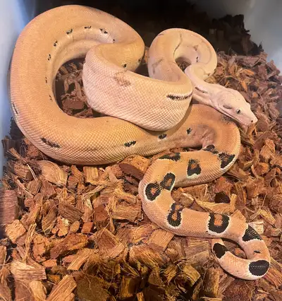 Scoria het Anery Boa Constrictor - Male - 2021 PB, View more