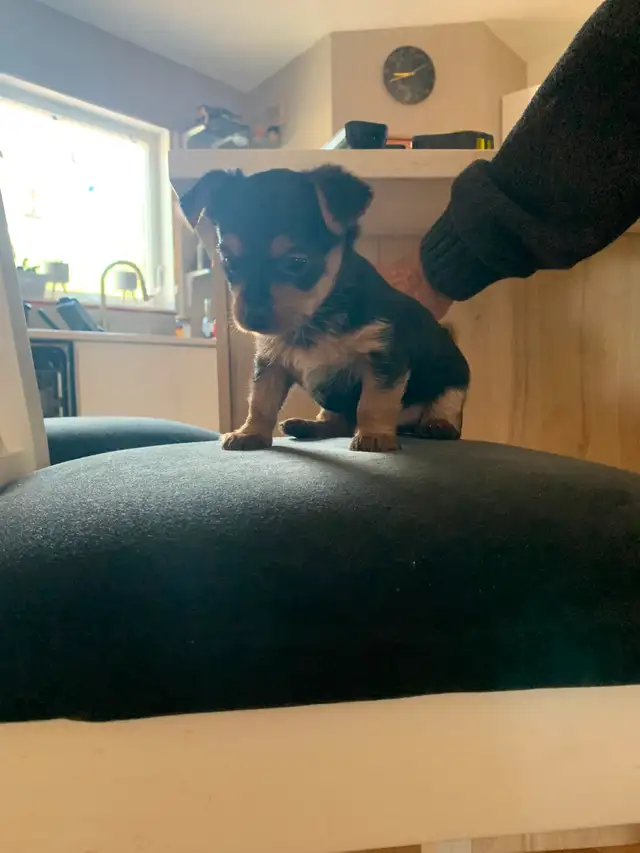 Yorkie puppies in Dogs & Puppies for Rehoming in Winnipeg - Image 7