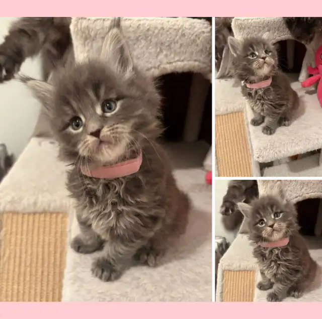 FEMELLES CHATONS MAINE COON(TICA)