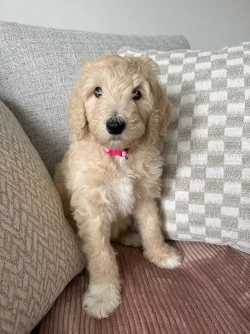Our litter of Labradoodle x Poodle puppies are officially ready for their forever homes! They’ve bee...