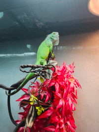 8 month old Iguana for rehoming.