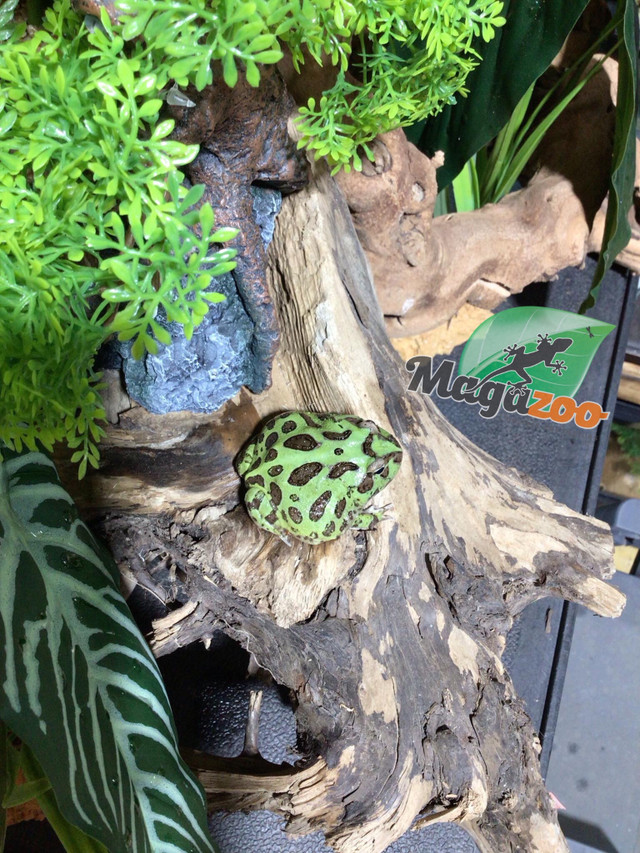 Grenouille Cornue d'Argentine Verte (Pac Man)/Green horned frog dans Reptiles et amphibiens à adopter  à Ville de Montréal - Image 2