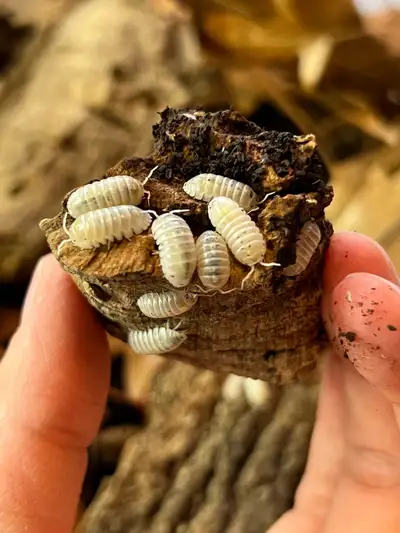 Magic Potion Isopods Armadillidium Vulgare, View more