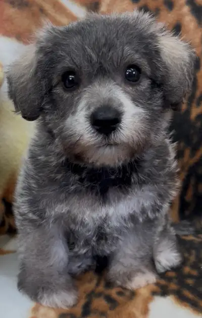 1/2 Schnauzer x 1/2 Bichon Puppies!, View more