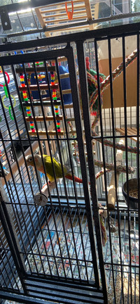 Pineapple conure With the cage